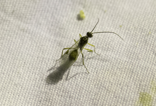iNaturalist observation photo of Braconid Wasps