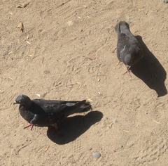 Columba livia domestica