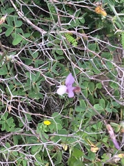 Vicia peregrina