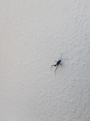 Evania appendigaster