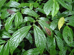 Elatostema platyphyllum