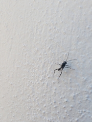 Evania appendigaster