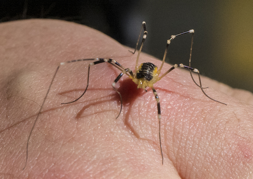 iNaturalist observation photo of Harvestmen