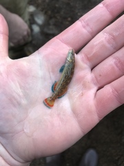 Etheostoma artesiae
