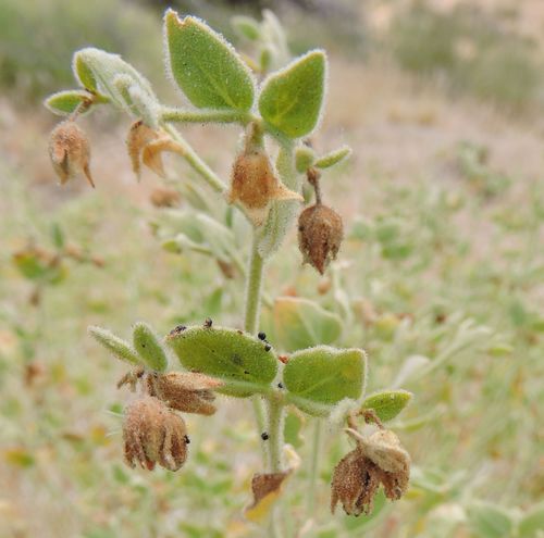 Desert wishbone-bush (Mirabilis laevis)