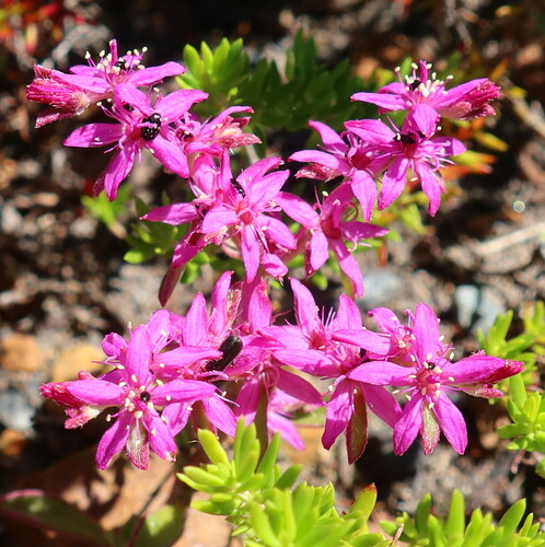 Aizoon paniculatum (Aizoon paniculatum)