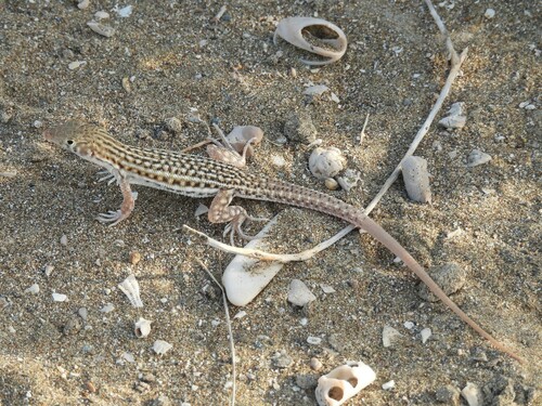 Blanford's Fringe-fingered Lizard, Acanthodactylus blanfordii