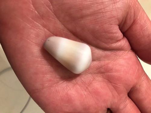 Conus flavidus, 2019-02-24
