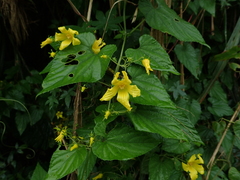 Thladiantha punctata