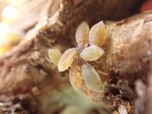 Protrama flavescens