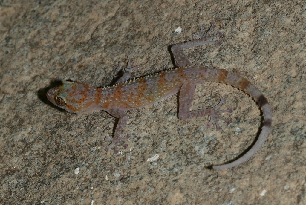 Margarita’s Leaf-toed Gecko