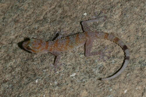 Margarita’s Leaf-toed Gecko, Asaccus margaritae