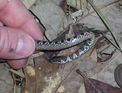 Nerodia sipedon