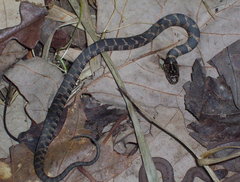 Nerodia sipedon