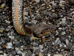 Nerodia sipedon