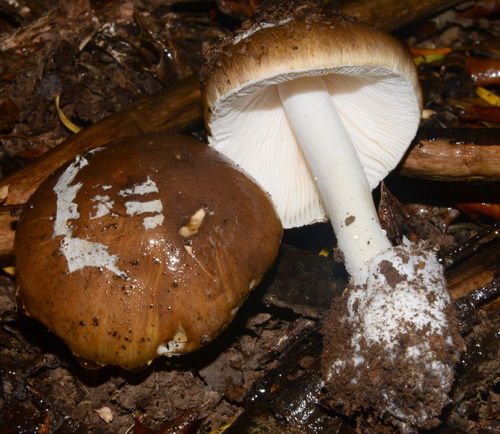 Amanita diemii Singer