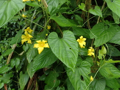 Thladiantha punctata