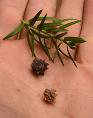 Saxegothaea conspicua