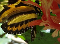 Heliconius ethilla narcaea