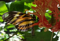 Heliconius ethilla narcaea