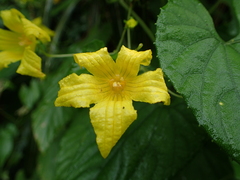 Thladiantha punctata