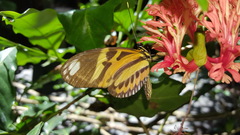 Heliconius ethilla narcaea
