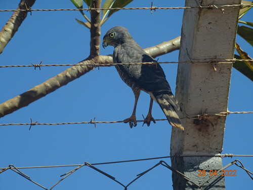 Roadside Hawk