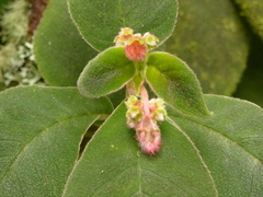 Kohleria affinis
