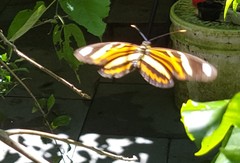 Heliconius ethilla narcaea