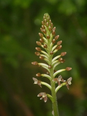 Cranichis ciliata