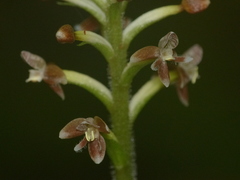Cranichis ciliata