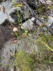 Equisetum × trachyodon, photograph Bryan Vroom, CC BY, iNaturalist via GBIF