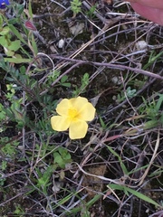 Fumana arabica