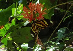 Heliconius ethilla narcaea