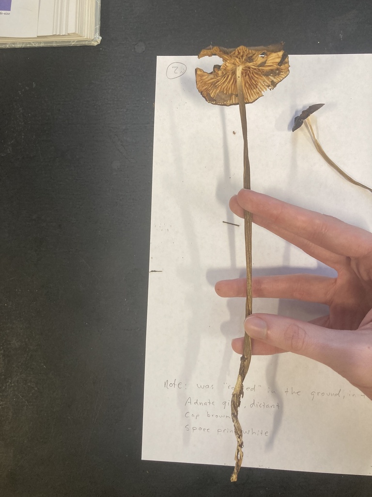 Beech Rooter Beech Rooter from University of Tennessee, Chattanooga, TN, US on ...