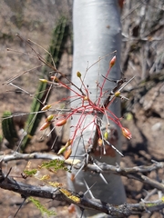 Fouquieria macdougalii