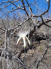 Pseudobombax palmeri