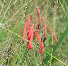 Cyrtanthus tuckii transvaalensis