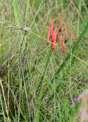 Cyrtanthus tuckii transvaalensis