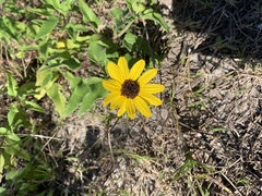 Helianthus debilis