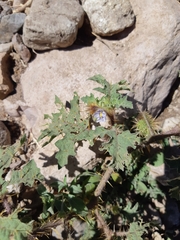 Solanum campechiense