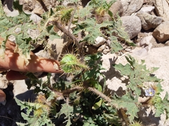 Solanum campechiense