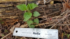 Urtica dioica dioica