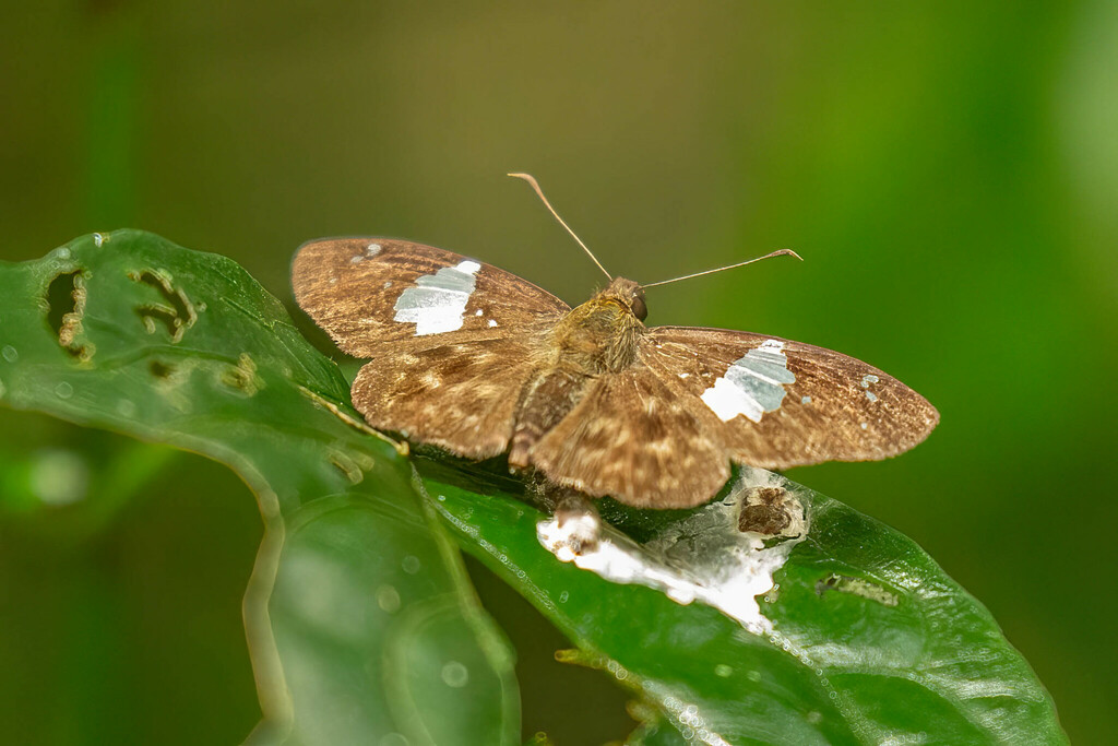 Celaenorrhinus mediostictus