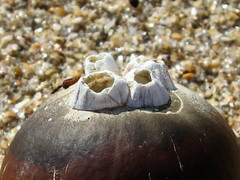 Amphibalanus venustus