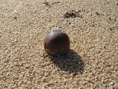 Amphibalanus venustus