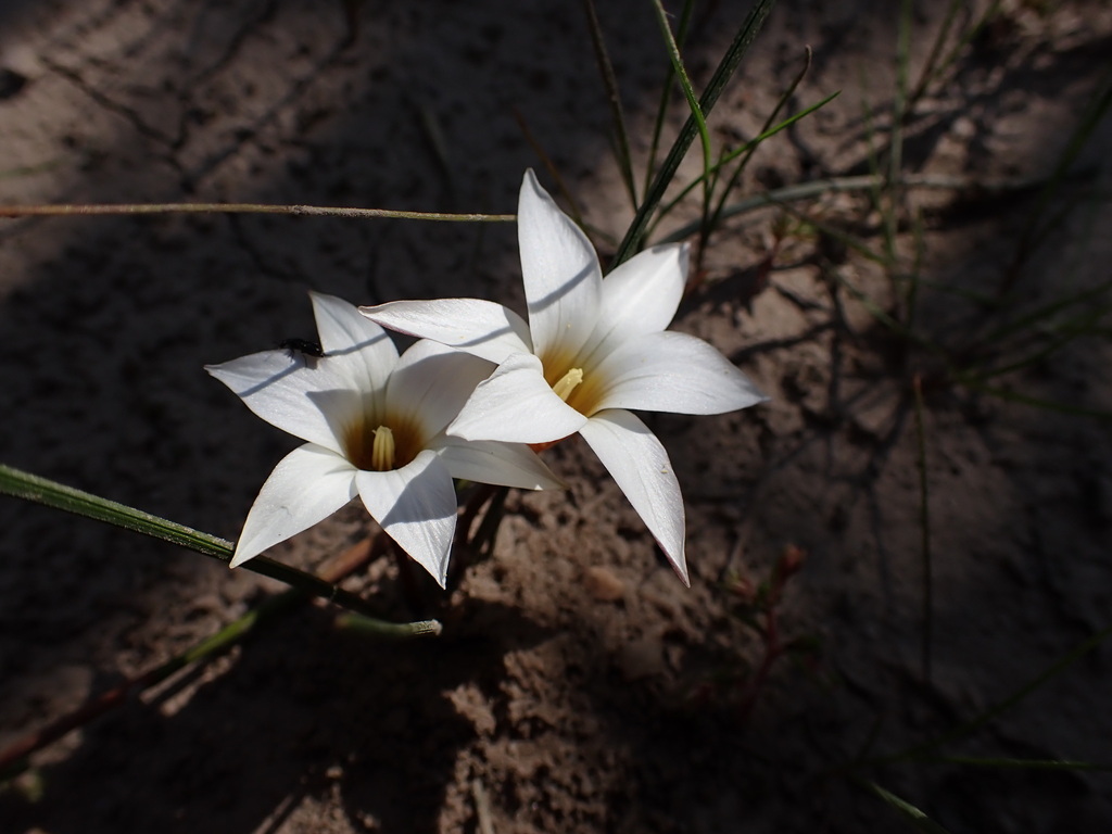 Romulea toximontana, West Coast District Municipality, South Africa
