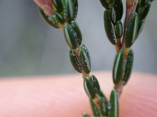 Image of Erica chlamydiflora by (c) Ren Hoekstra, some rights reserved (CC BY)