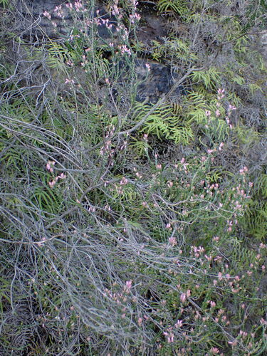 Image of Erica chlamydiflora by (c) Ren Hoekstra, some rights reserved (CC BY)