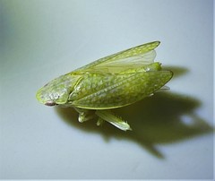 Rugosana querci
